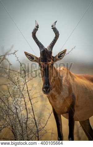 Close-up Of Red Hartebeest Standing In Bushes