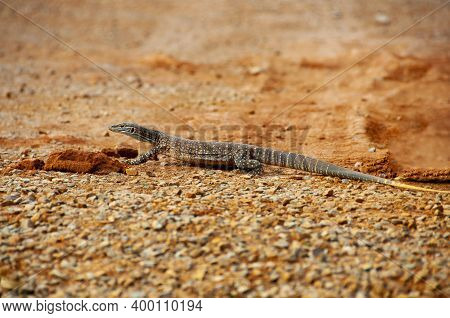 The Sand Goanna (Bungarra) - Western Australia
