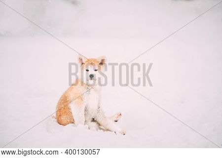 Beautiful Puppy Of Akita Dog Or Akita Inu, Japanese Akita Funny Sitting In Snow Snowdrift At Winter 