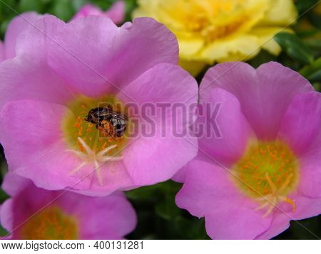 Bee On Fresh Flower Beautiful Colorful Portulaca Oleracea