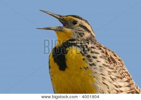 조류 (Meadowlark) 노래