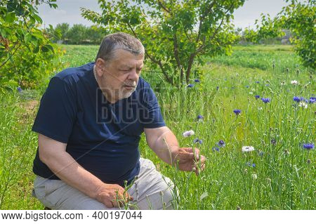 Outdoor Portrait Of Senior Ukrainian Peasant Admiring Centaurea Flowers While Sitting In Spring Gard