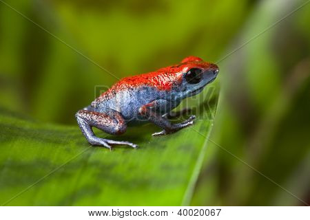 Poison dart frog rosso e blu anfibio di Isla Escudo in ani velenoso piccolo pumilio Panama oophaga