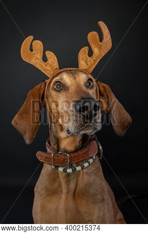 Christmas Portrait Of A Brown Segugio Dog Wearing Reindeer Antlers.