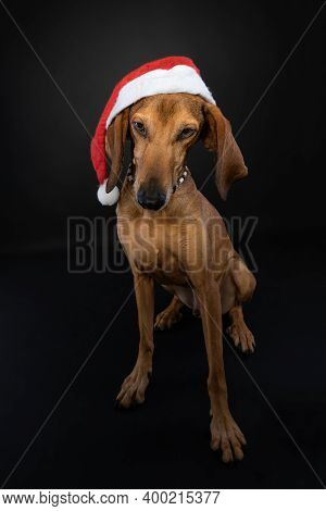 Cute Full Body Christmas Studio Portrait Of A Brown Segugio Italiano Dog Wearing A Red Santa Hat On 