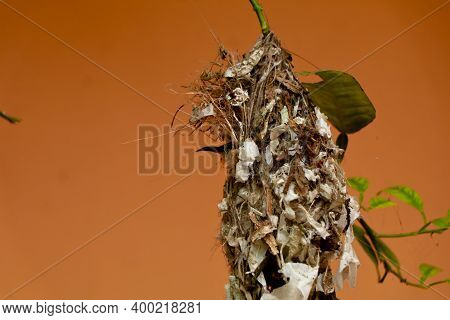 A Sparrow In A Hanging Nest