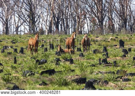 Wild Horses Standing And Laying In A Field Affected By Bushfire In The Central Tablelands Of Regiona