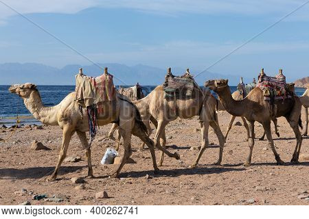 Dromedar Camel In The Background Sands Of Hot Desert, Egypt, Sinai