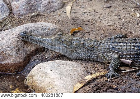 A Freshwater Crocodile Lurking Amongst Water Debris