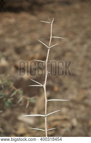 Branch Of Sicklebush Dichrostachys Cinerea. Gir National Park. Gujarat. India.