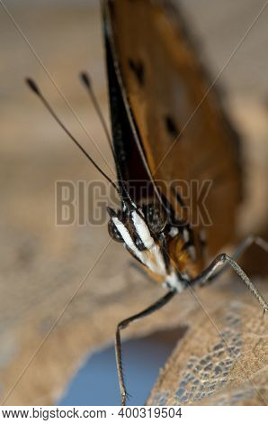 Female Danaid Eggfly Hypolimnas Misippus. Gir National Park. Gujarat. India.
