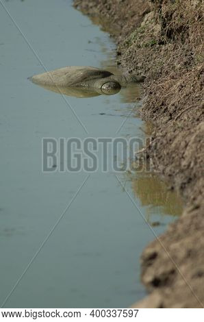Indian Flapshell Turtle Lissemys Punctata Resting On The Shore Of A Lagoon. Keoladeo Ghana National 