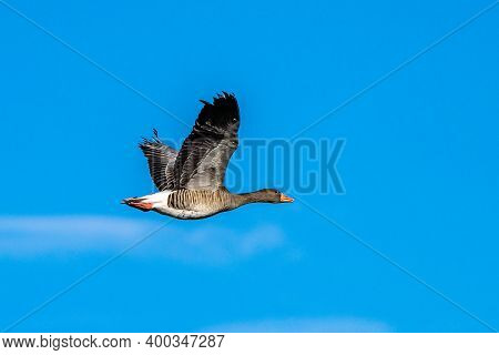The Greylag Goose, Anser Anser Is A Species Of Large Goose In The Waterfowl Family Anatidae And The 
