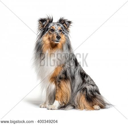 Sitting Blue merle Sheltie isolated on white