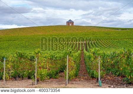 Landscape With Green Grand Cru Vineyards Near Epernay, Region Champagne, France In Rainy Day. Cultiv
