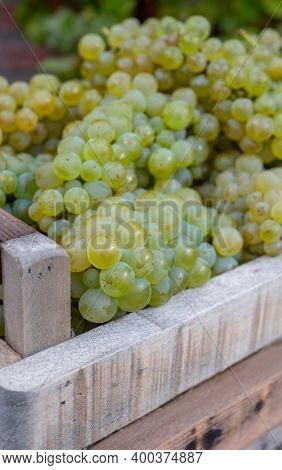 New Harvest Of White Sweet Chardonnay Grapes On Grand Cru Vineyards Near Epernay, Region Champagne,