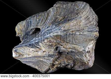 Fossilized Colonial Sponge (genus Chaetetes). Carboniferous Period, Russia