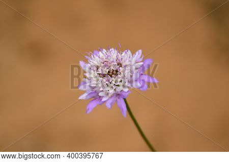 Violet And White Flower Of Scabiosa Columbaria.
