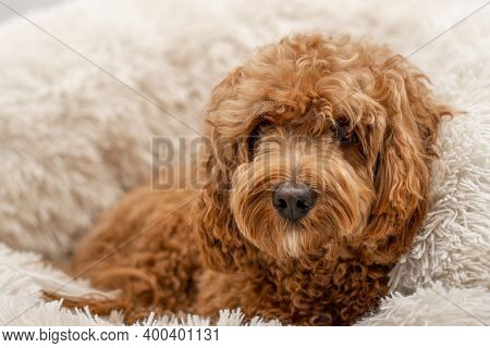 Cavapoo Dog In His Bed, Mixed -breed Of Cavalier King Charles Spaniel And Poodle.