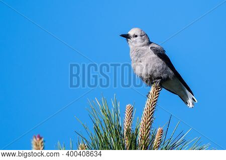Clark's Nutcracker Perched High In The Tree Tops