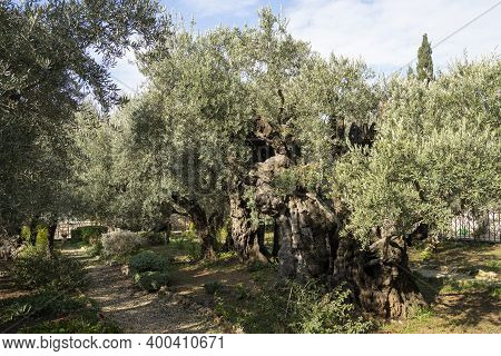 Jerusalem, Israel - December 17th, 2020: The Ancient Olive Trees In The Garden Of Gethsemane Church 