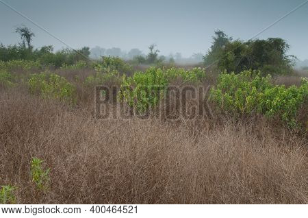 Scrubland In Keoladeo Ghana National Park At Bharatpur. Rajasthan. India.