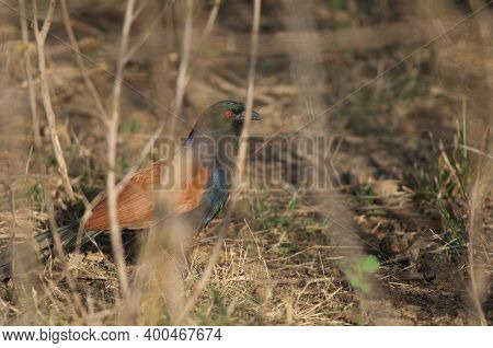 Greater Coucal Centropus Sinensis Among The Vegetation. Keoladeo Ghana National Park. Bharatpur. Raj