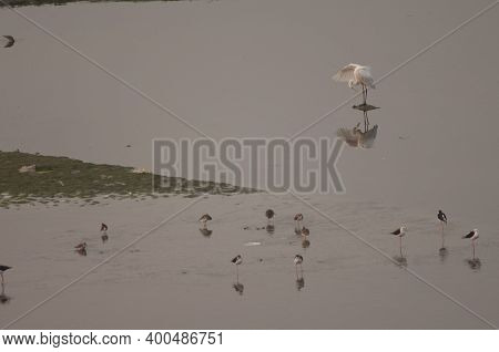 Eastern Great Egret Ardea Alba Modesta And Waders. Yamuna River. Agra. Uttar Pradesh. India.
