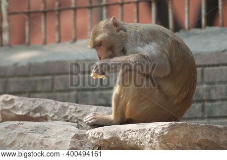 Rhesus Macaque Macaca Mulatta Eating A Chapatti, Flat Bread. Agra. Uttar Pradesh. India.