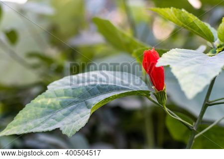 Jaba Flower Or Red Hibiscus Flower Buds Waiting For Blooming In The Garden On Beautiful Green Soft B