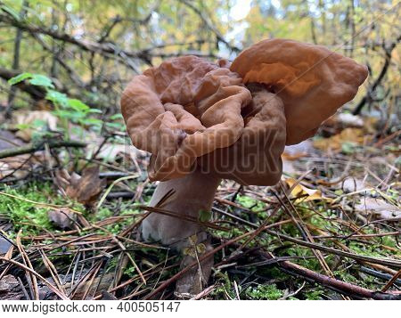 Toadstools Grow In The Autumn Deciduous Forest. A Dangerous Poisonous Mushroom Grows In The Park. Co