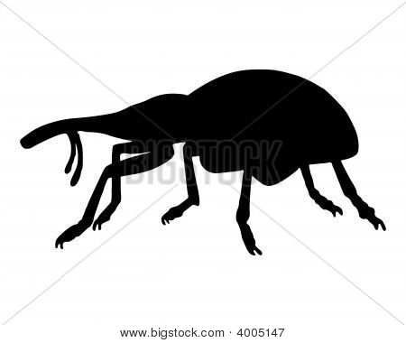 Weevil (Nosatcovití Curculionidae)