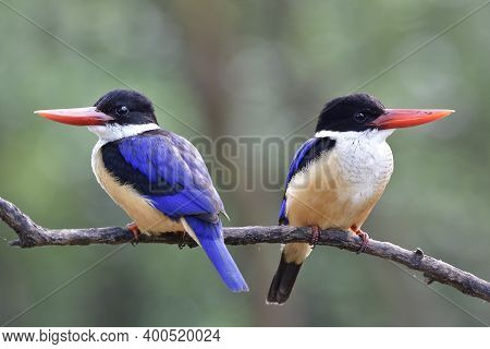 Close Up Of Beautiful Blue Wings With Black Head And Fresh Red Bills Birds Together On Old Wooden Br