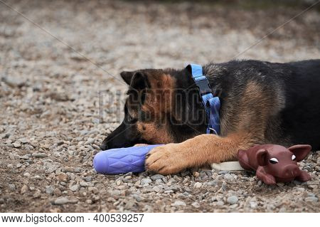 Charming Young Thoroughbred Dog With Protruding Ears And Large Brown Eyes. Cute Little Puppy Of Blac