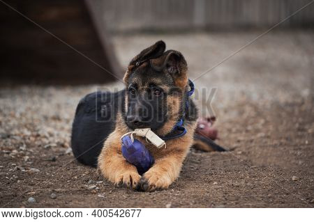 Kennel Of Working German Shepherd Dogs. Cute Little Puppy Of Black And Red German Shepherd Dog Lies