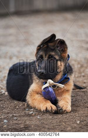 Kennel Of Working German Shepherd Dogs. Cute Little Puppy Of Black And Red German Shepherd Dog Lies