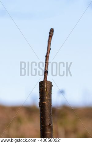 Grafting Of Young Fruit Trees, Spring Reproduction Of Fruit Tree Species By Grafting.
