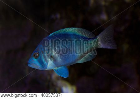 The Indigo Hamlet (hypoplectrus Indigo) In Aquarium.