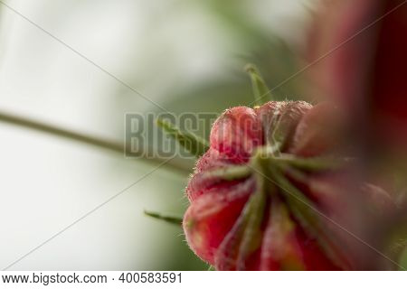 Close up Hibiscus sabdariffa red or roselle fruit on white background