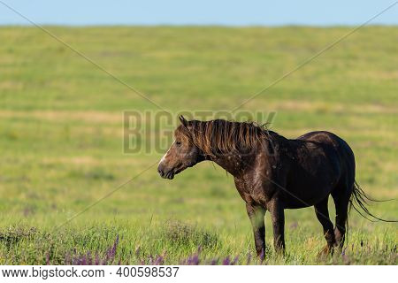 Wild Horses Graze In The Meadow At Sunset.