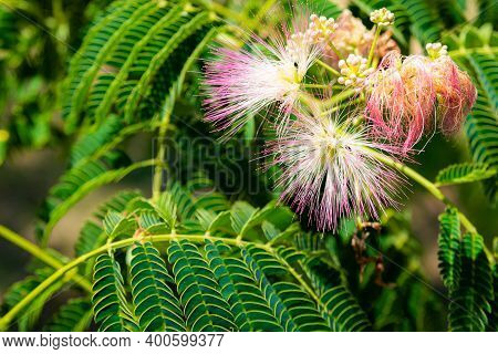 Close-up: Lilac Flowers And Leaves Of Albizia Lankaran.