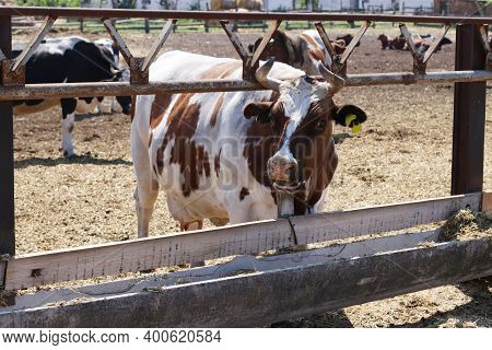 White-brown Cow On Dairy Farm Outdoors Near The Feeding Trough. Livestock Concept.