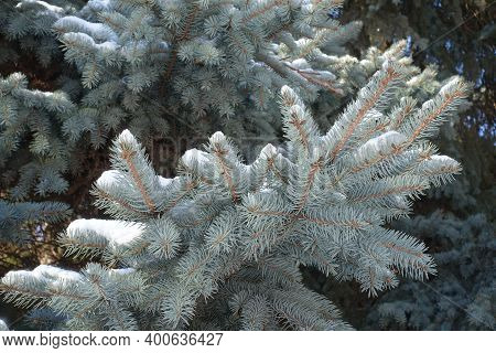 Glaucous Foliage Of Blue Spruce Covered With Snow In February