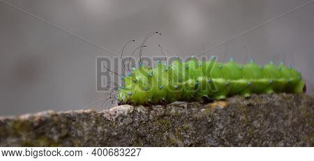 Saturnia Pyri Larva On Rock, Focus On Head And Long Hairs.
