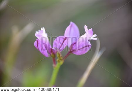 Polygala Vulgaris Plant In Pink Bloom. Munilla, La Rioja.