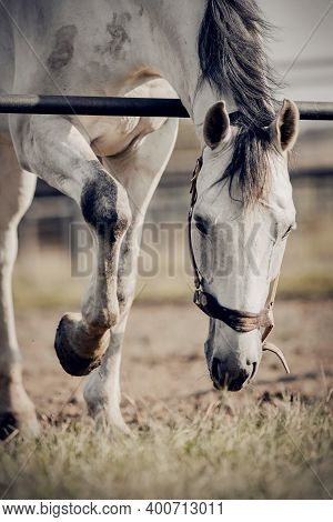 Portrait Of A Gray Sports Stallion With A Dark Mane In A Halter. Sporty Young Horse Gray Color In A 