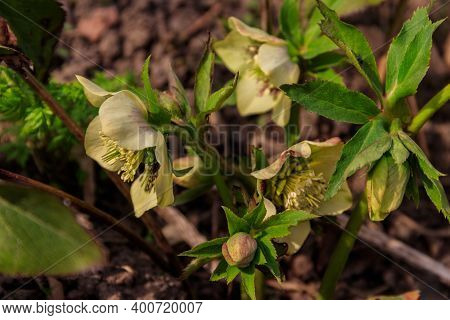Green Hellebore Flower On Flowerbed In Garden