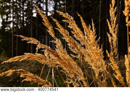 Golden Droughty High Grass In The Middle Of Autumn Forest In Background