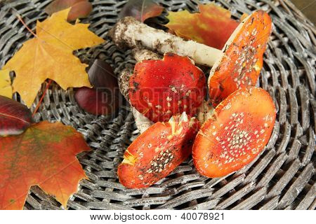 červená amanitas, na pozadí proutí