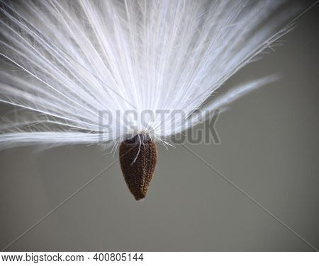 Rhaponticum Coniferum Seed Flying Towards The Ground.